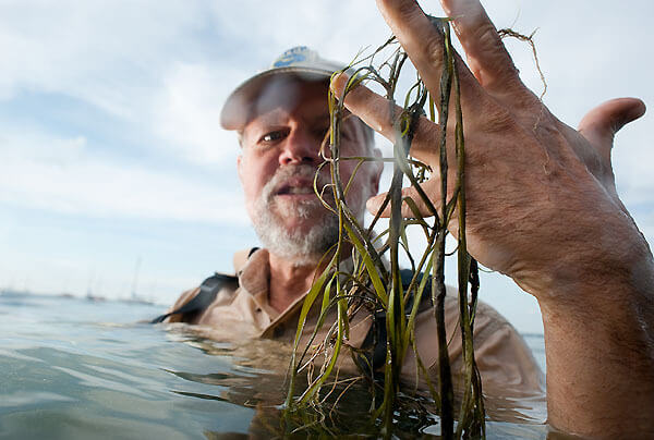 Holding strands of loose native pondweed that floated to the surface, Center for Limnology Director Steve Carpenter is pictured in Lake Mendota just offshore of the UW–Madison campus in 2009.