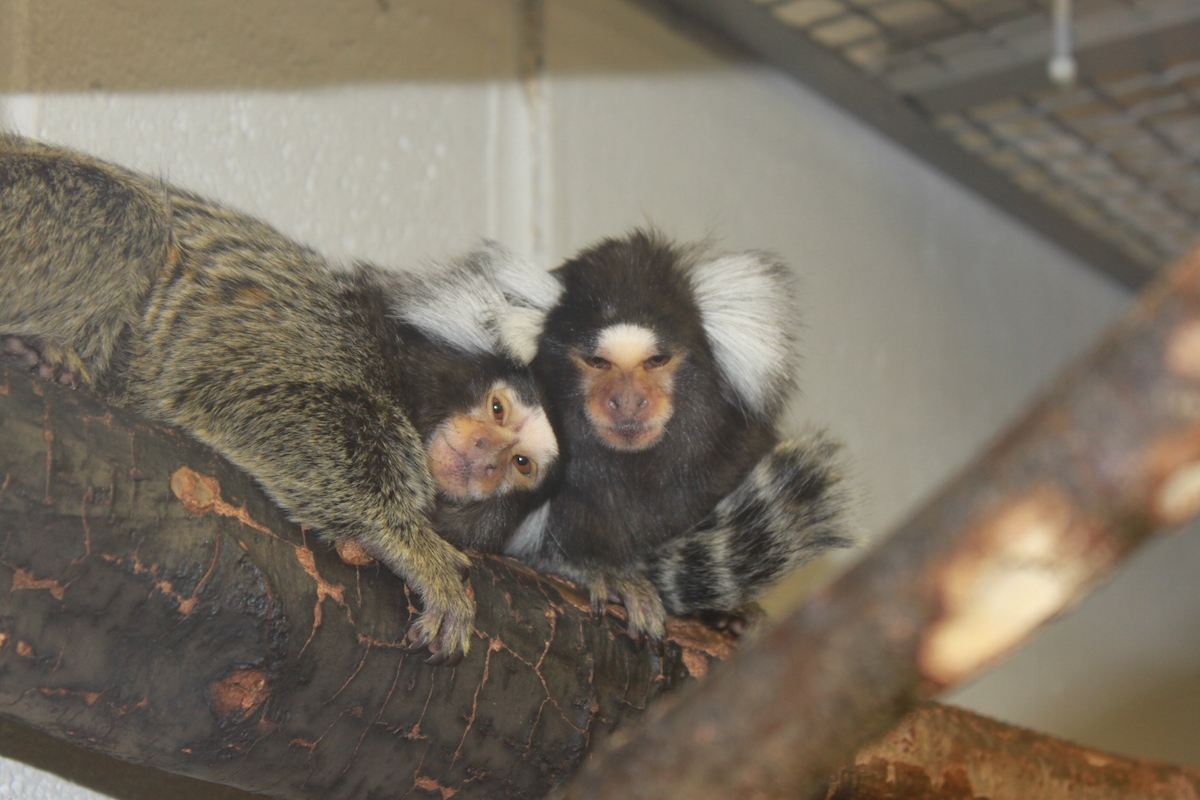  Cuddling and grooming are important activities for common marmosets such as these at the Wisconsin National Primate Research Center. Cuddling, and especially grooming, strengthen pair bonding, physical intimacy and successful mating. 
