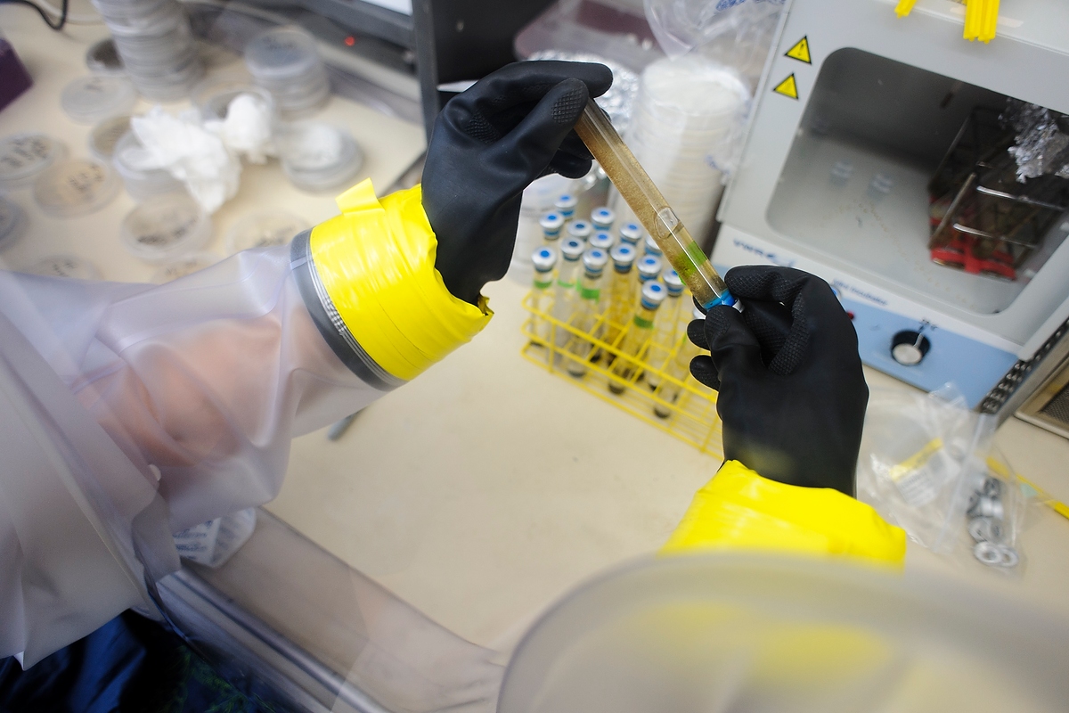 A research assistant handles bacteria samples inside an anaerobic glove bag in a lab at the Microbial Sciences Building.