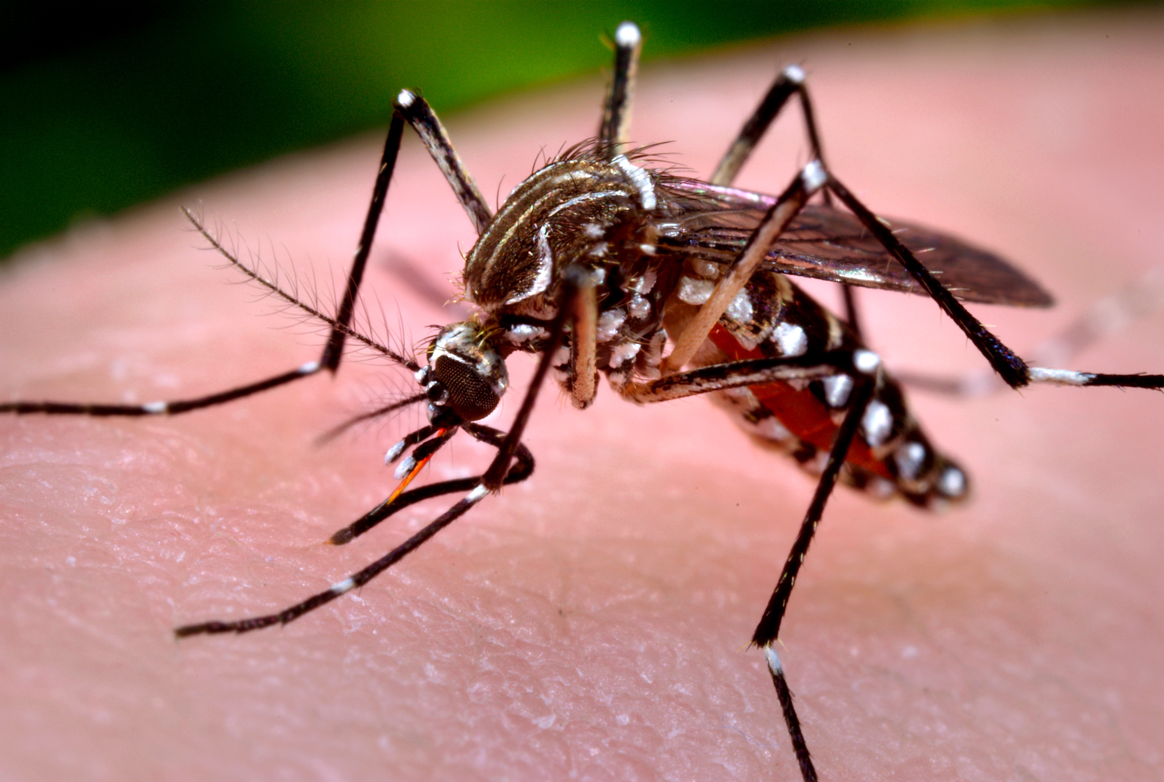 uw-madison-researchers-begin-work-on-zika-virus