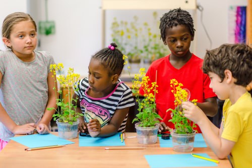 Students at Hawthorne Elementary School in Madison work with plants that grow fast enough to captivate their attention and allow a range of new classroom experiments. 