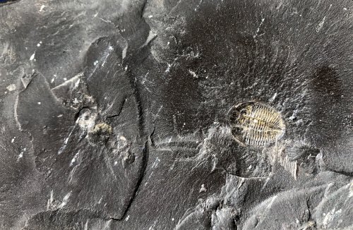 Photo: Fossil in black shale