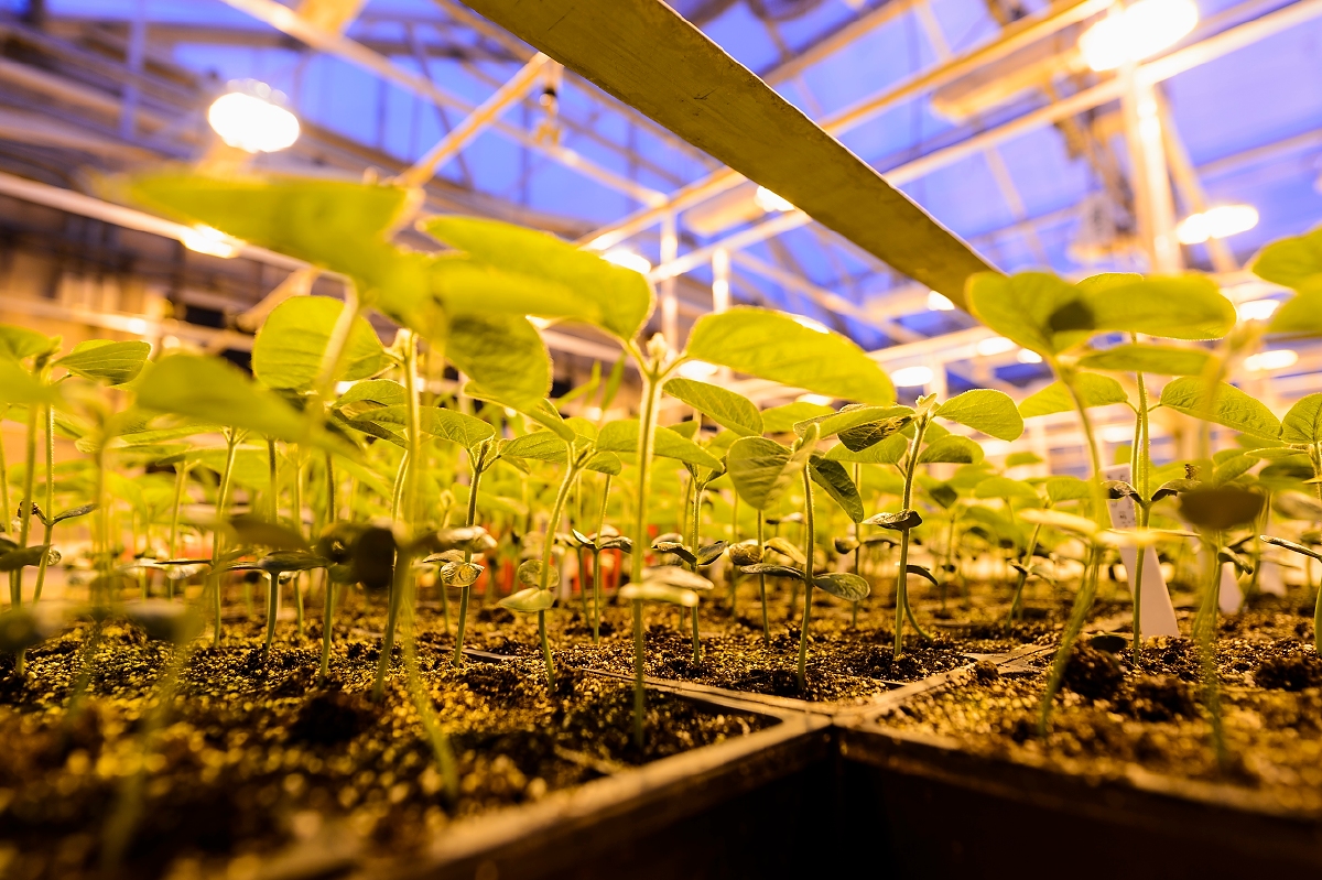 Potted soybean plants grow under greenhouse lights at the Wisconsin Crop Innovation Center (WCIC) at the University of Wisconsin–Madison on Jan. 23, 2017. The agricultural research facility is location in Middleton, Wis., just west of Madison. (Photo by Jeff Miller/UW-Madison)