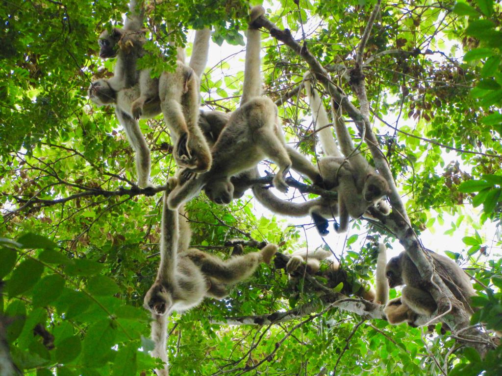 Yellow fever killing thousands of monkeys in Brazil