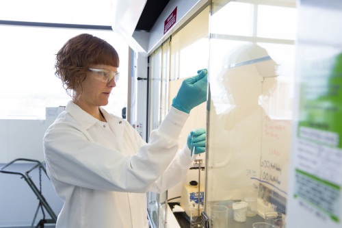 Photo: Scientist extracting bacteria sample