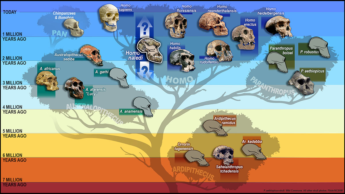 Homo Naledi Fossil Trove Adds a New Limb to Human Family Tree