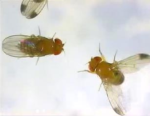 Still frame from Quicktime movie showing fly courtship rituals