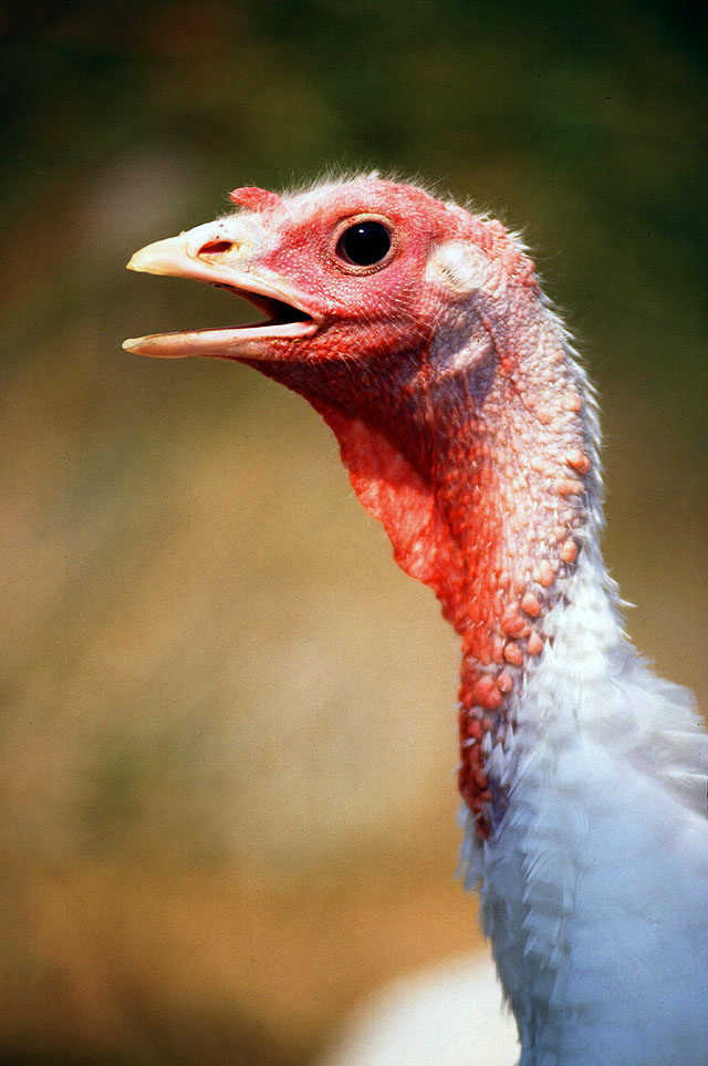 http://www.news.wisc.edu/newsphotos/images/female_white_turkey.jpg