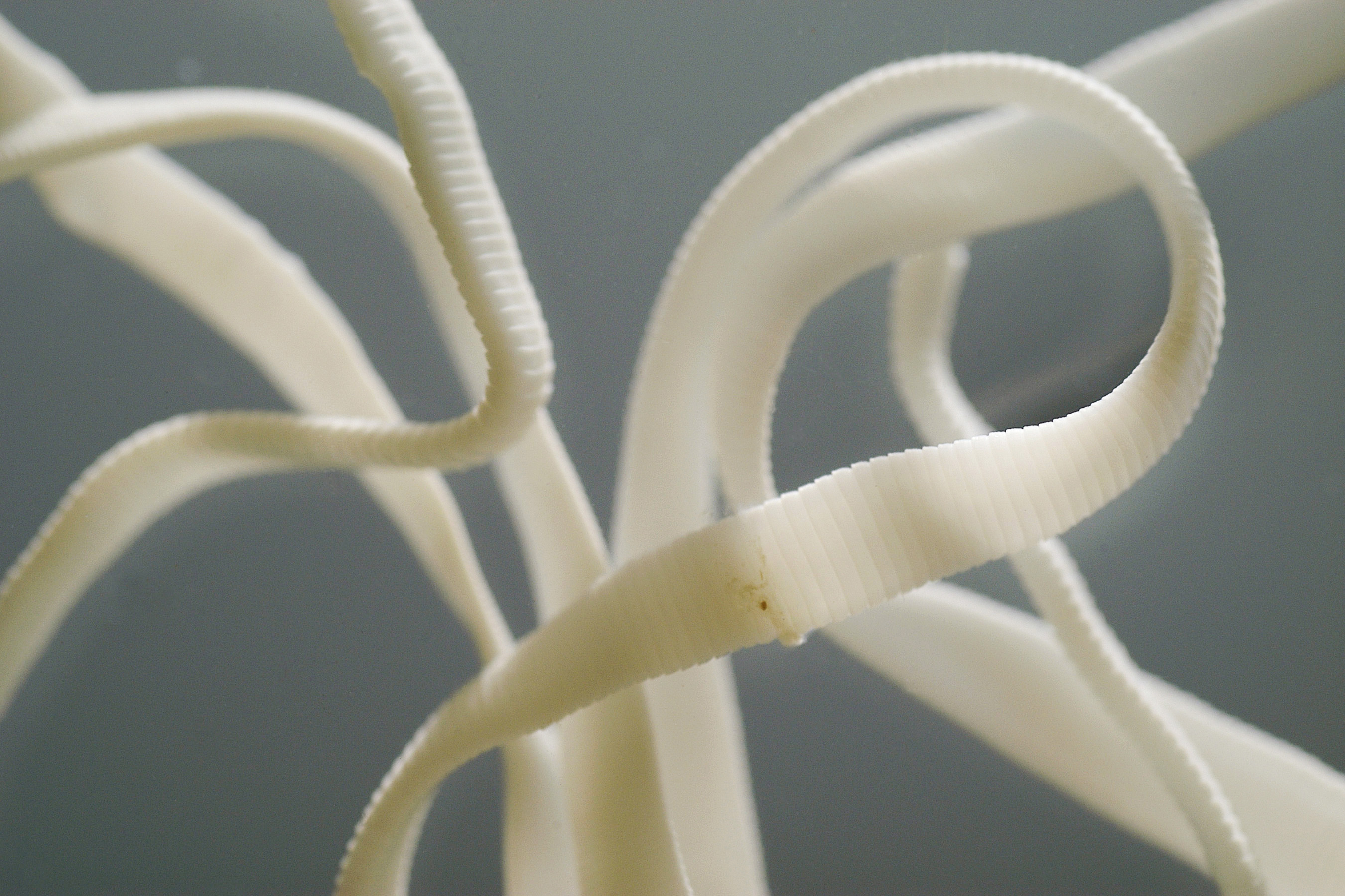 Caption Visible In This 1 1 2 Ratio View Of A Preserved Tapeworm 