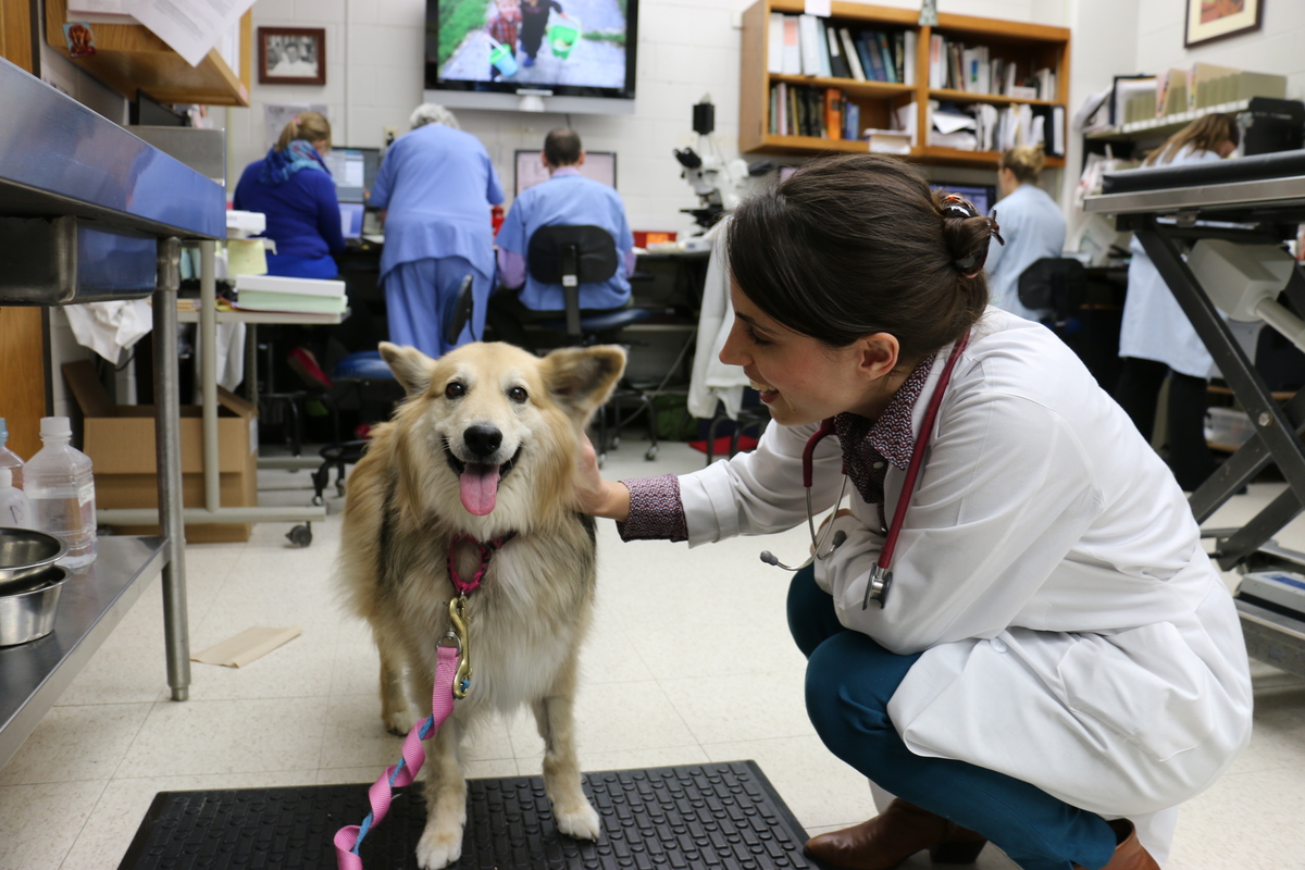 Photo: Kathleen Tsimbas checks on canine cancer patient Yurtie