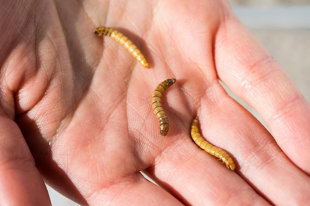 Photo: Mealworms in a person’s hand