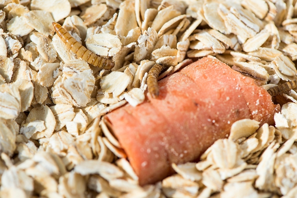 Photo: Mealworms feeding on a diet of oats and a carrot