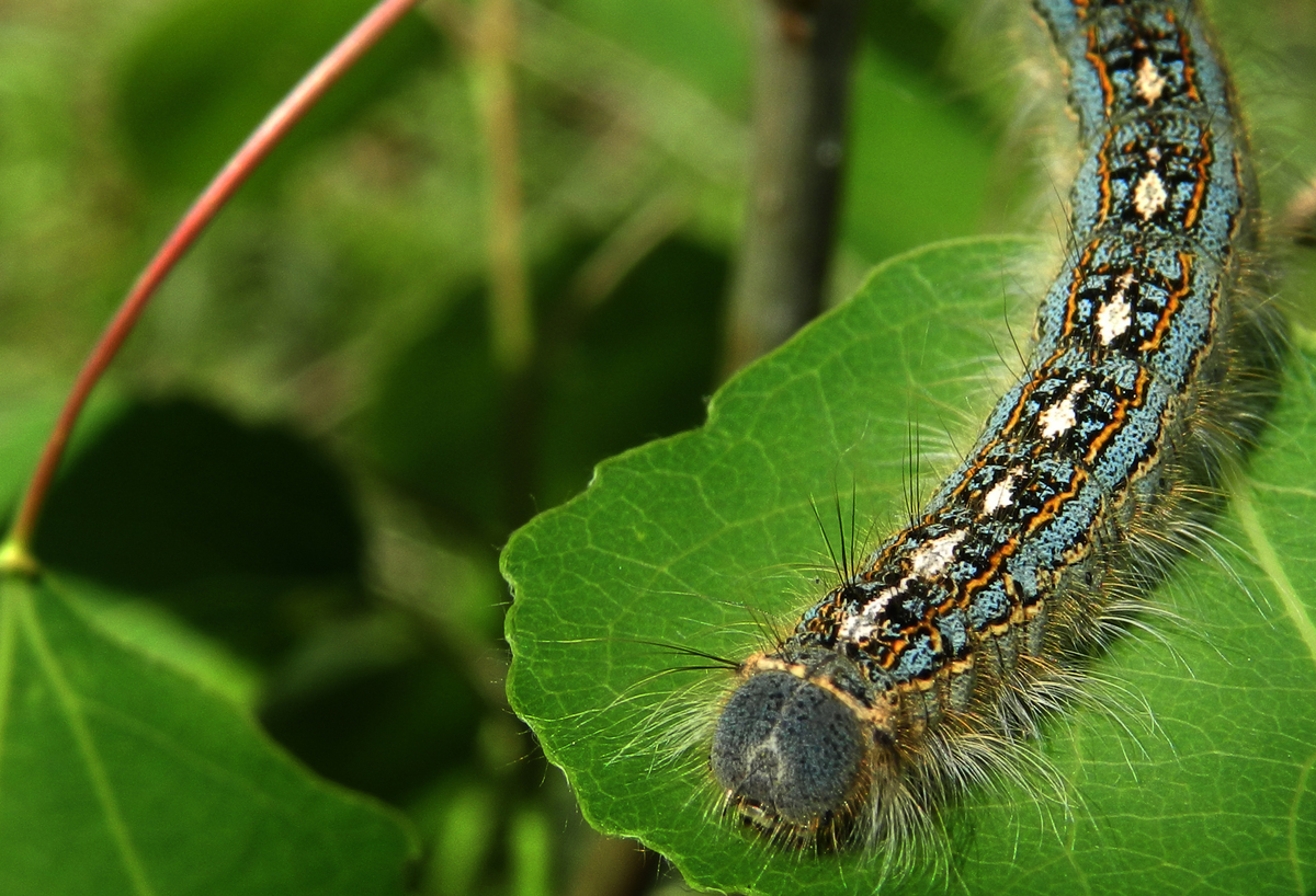 Photo: Forest tent caterpillar resting on aspen leaf