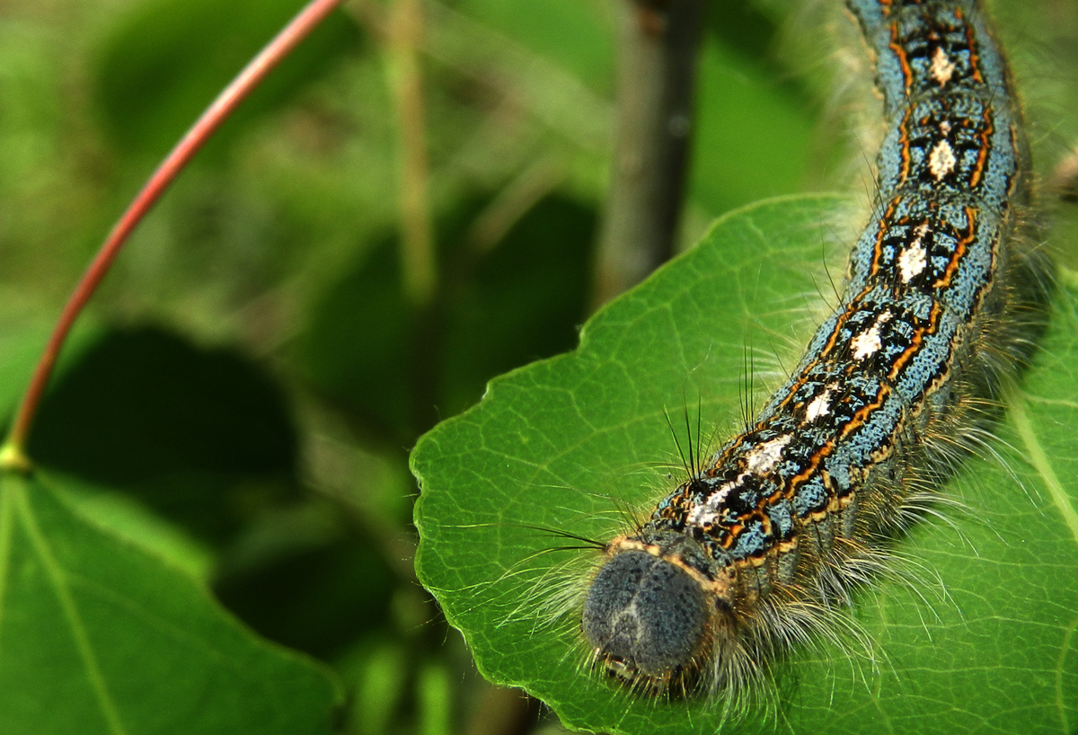 Munching bugs thwart eager trees, reducing the carbon sink