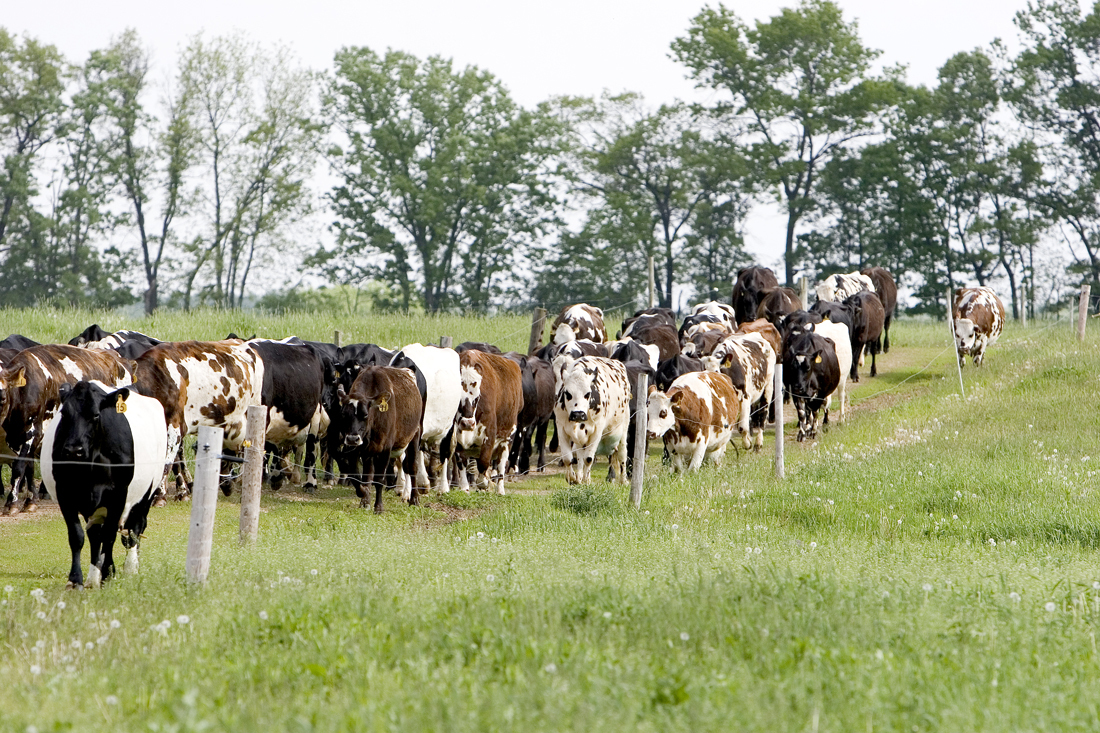 Photo: Dairy cows grazing