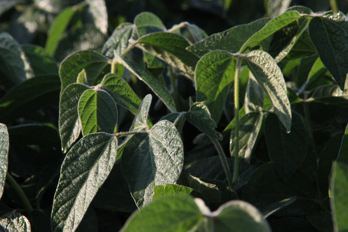 Photo: Soybeans