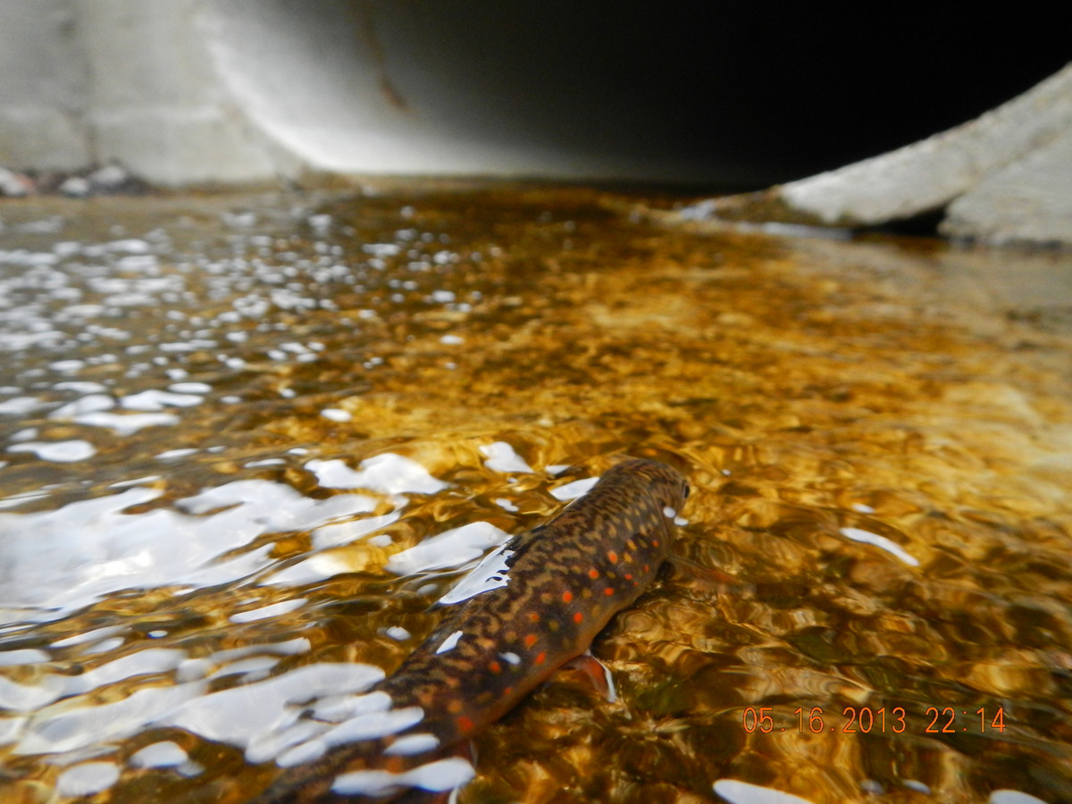 Photo: Brook trout swimming