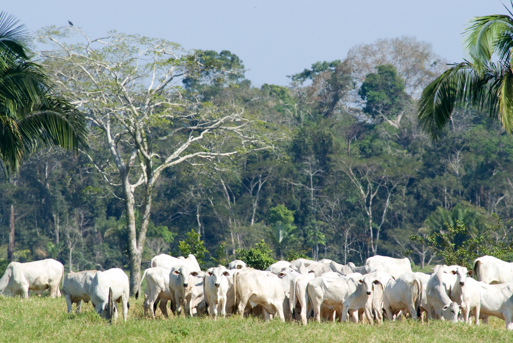 Photo: Brazilian cattle