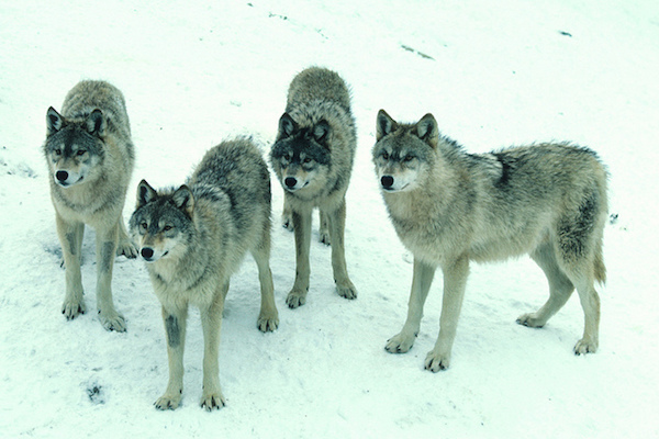 Photo: Pack of wolves