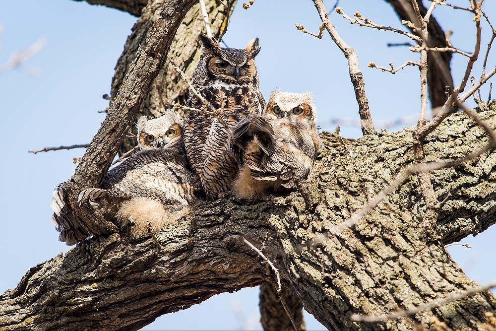 Photo: Owlets