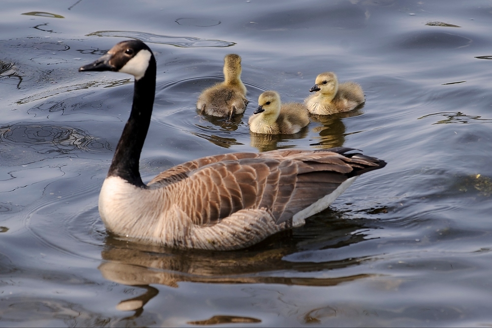 Photo: Goose and goslings