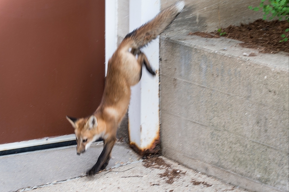 Photo: Fox