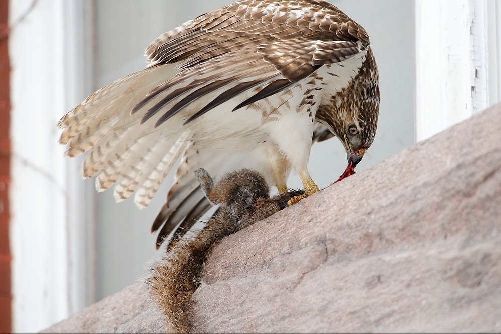 Photo: Hawk eating squirrel