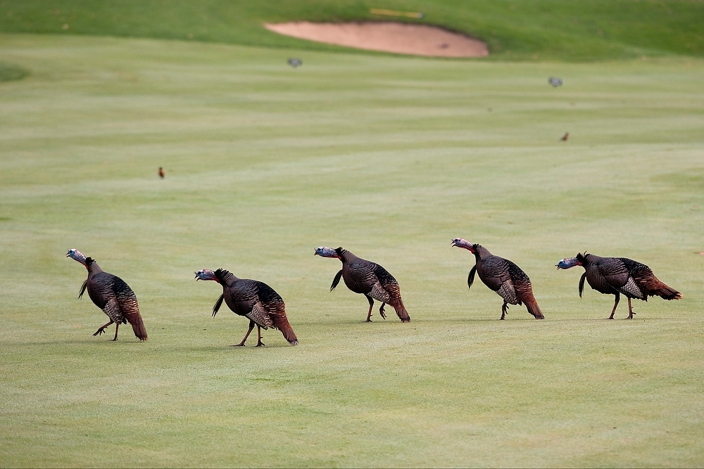 Photo: Turkeys on golf course