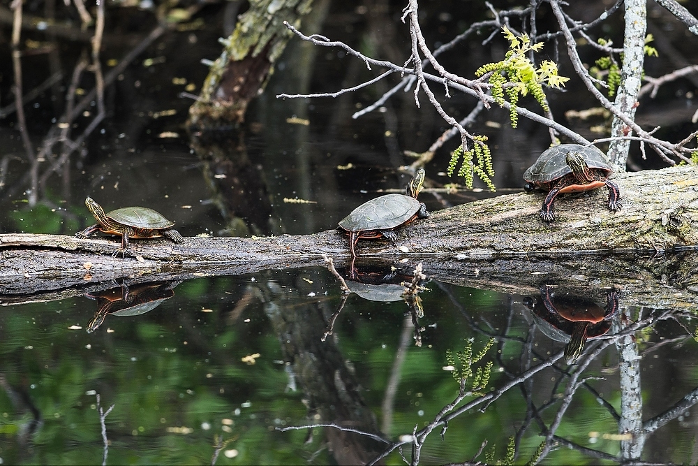 Photo: Turtles on limb
