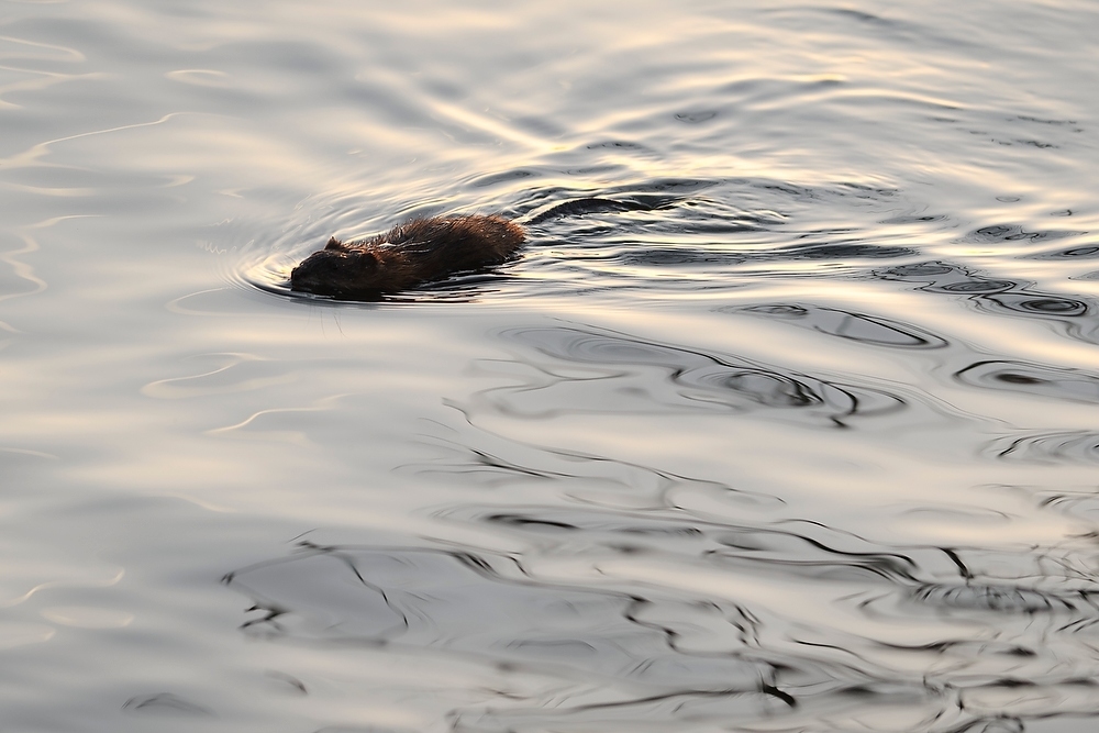 Photo: Muskrat swimming