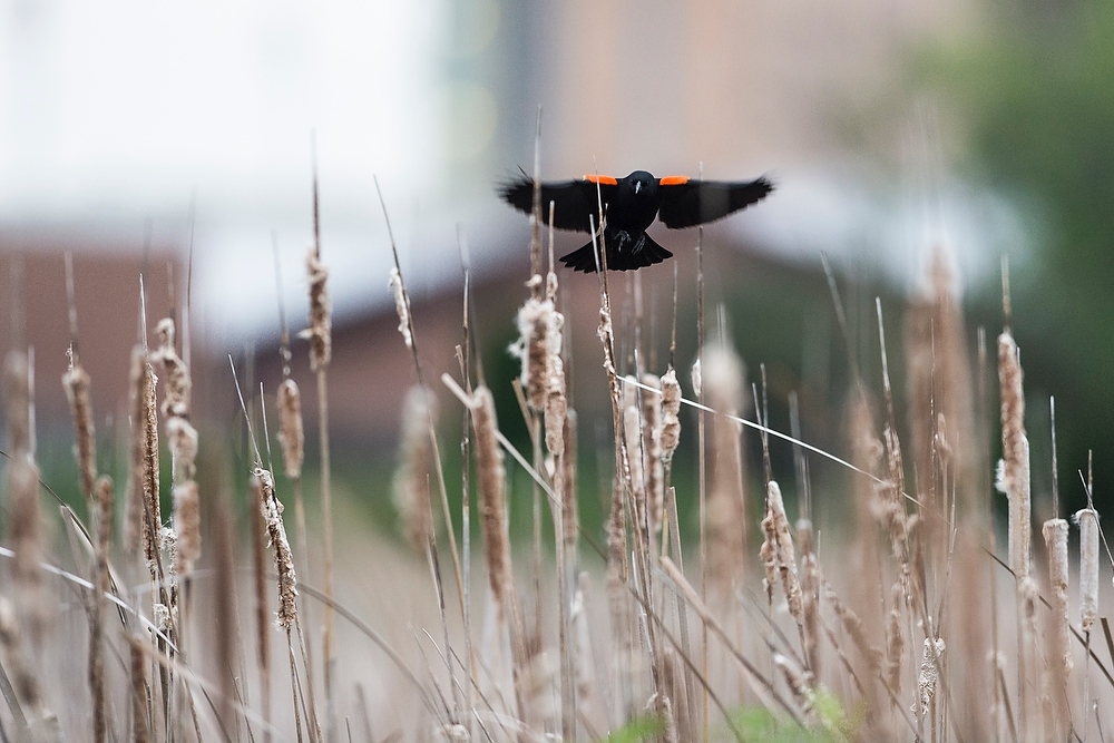 Photo: Red-winged blackbird