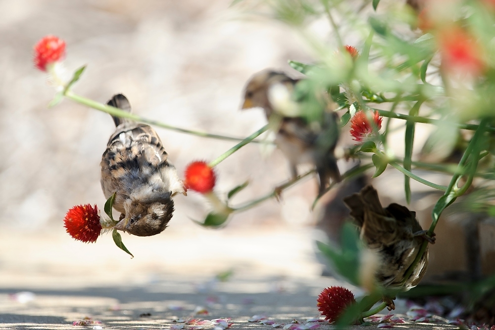 Photo: Sparrows in Botany Gardens