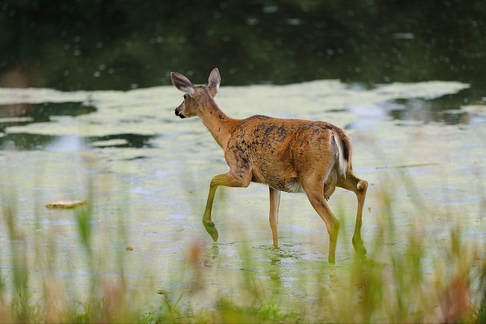 Photo: Deer in pond