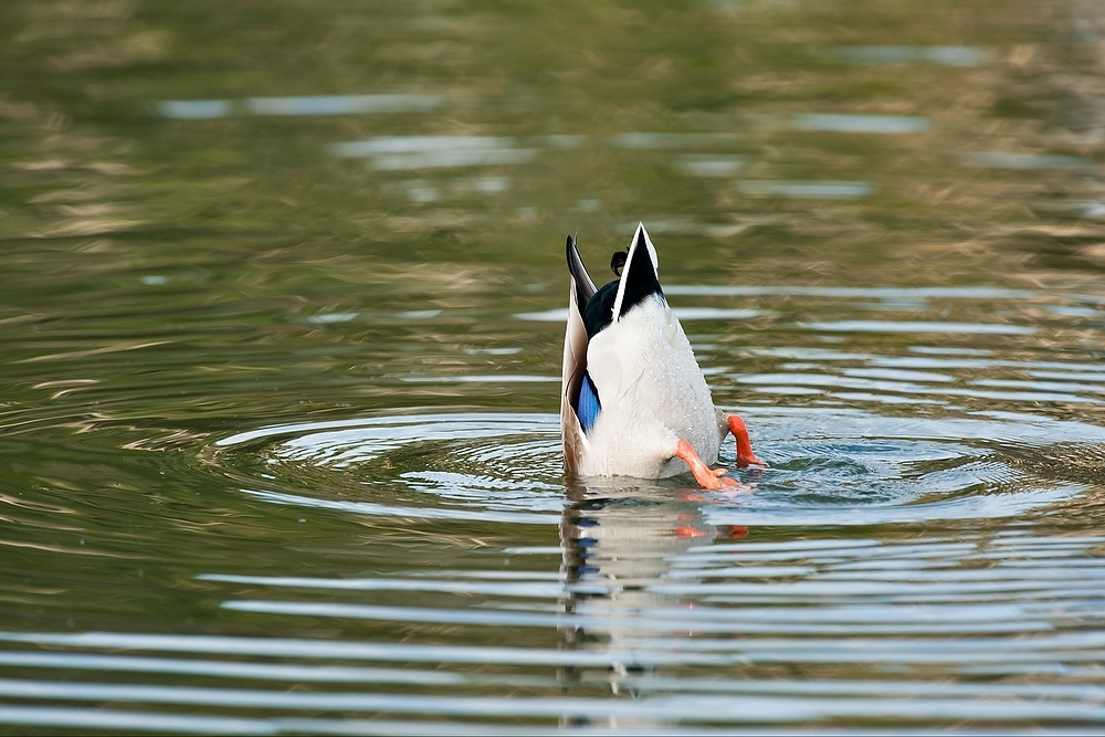 Photo: Duck with head in water