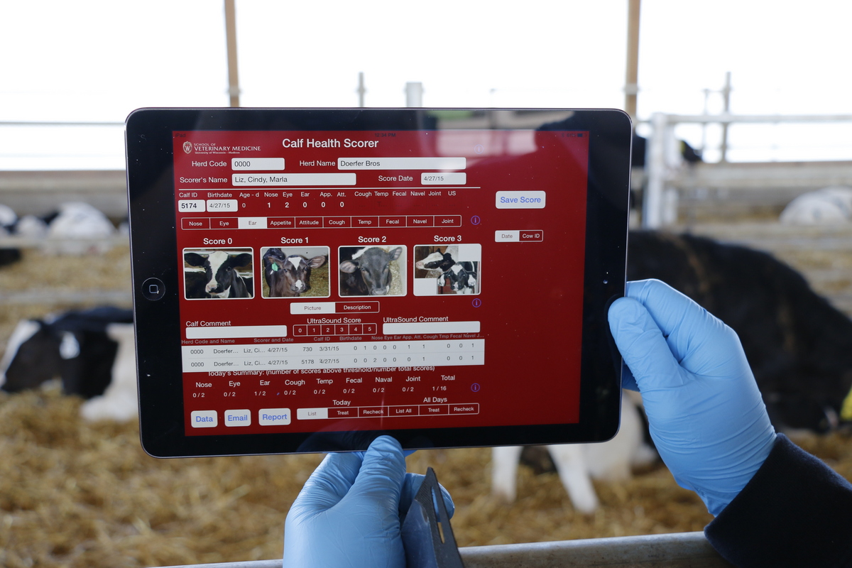 An iPad loaded with the Calf Health Scorer app. (Photo: Nik Hawkins)
