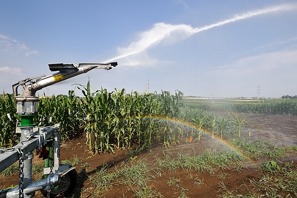 Photo: Corn being irrigated
