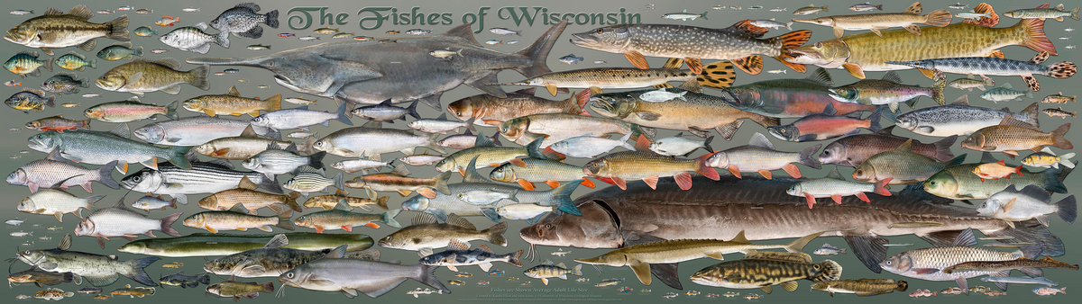 Image: Fishes of Wisconsin Poster