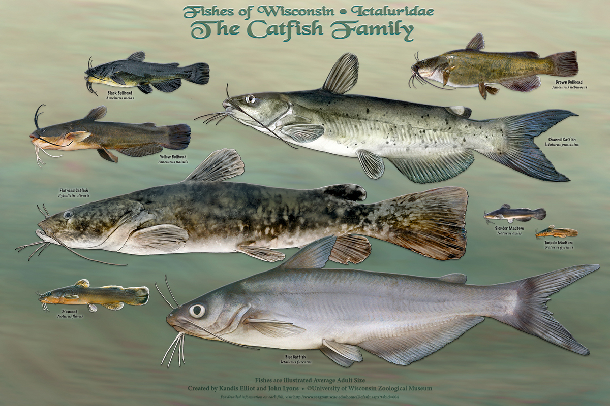 Image: Catfish poster