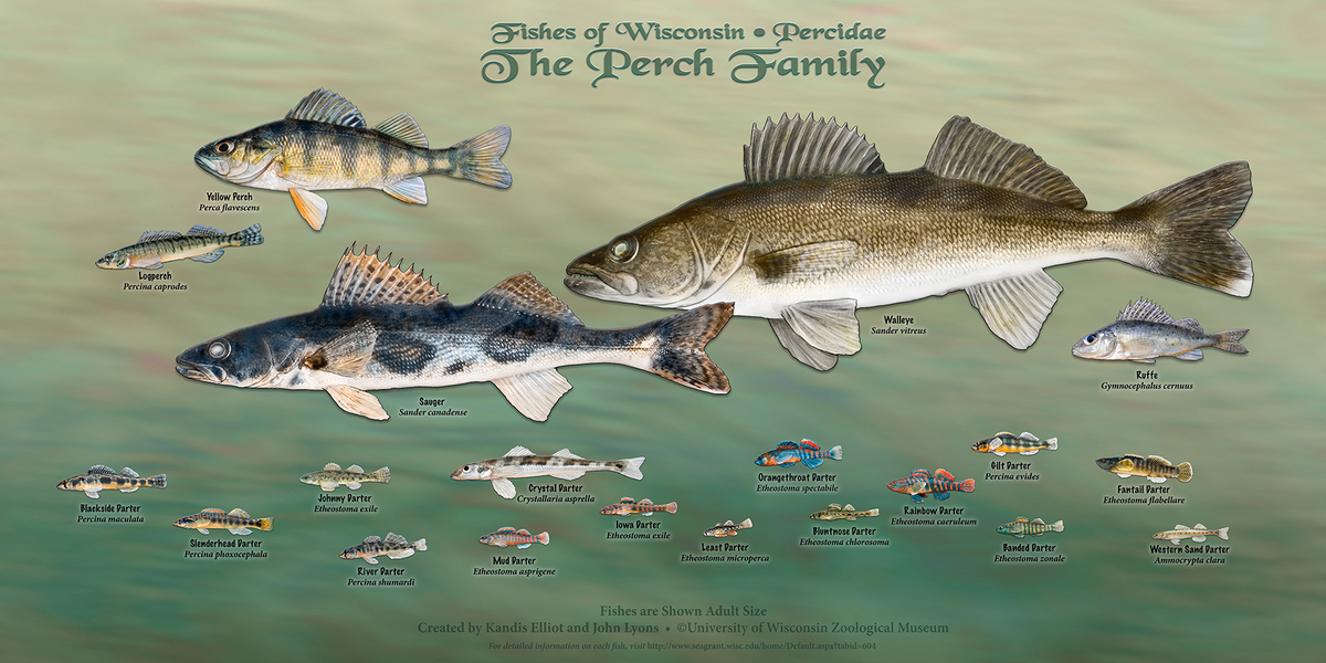 Image: Perch poster