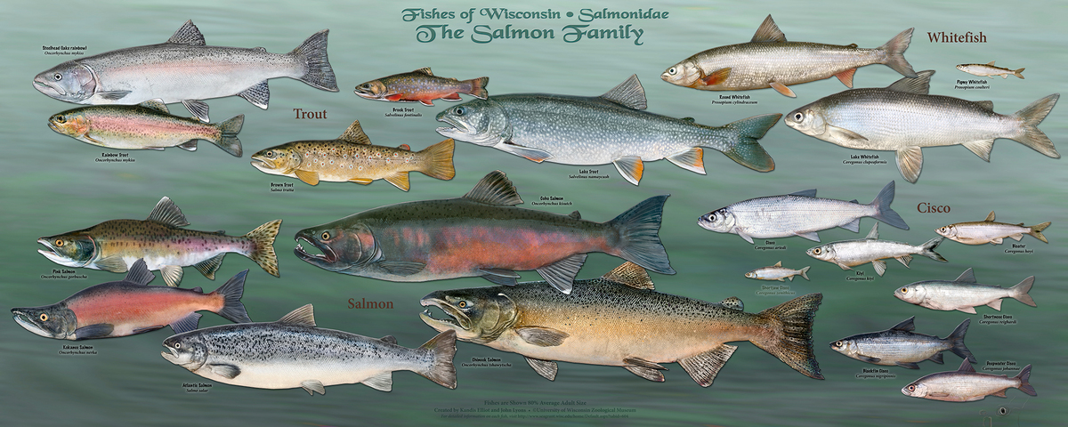 Image: Salmon poster