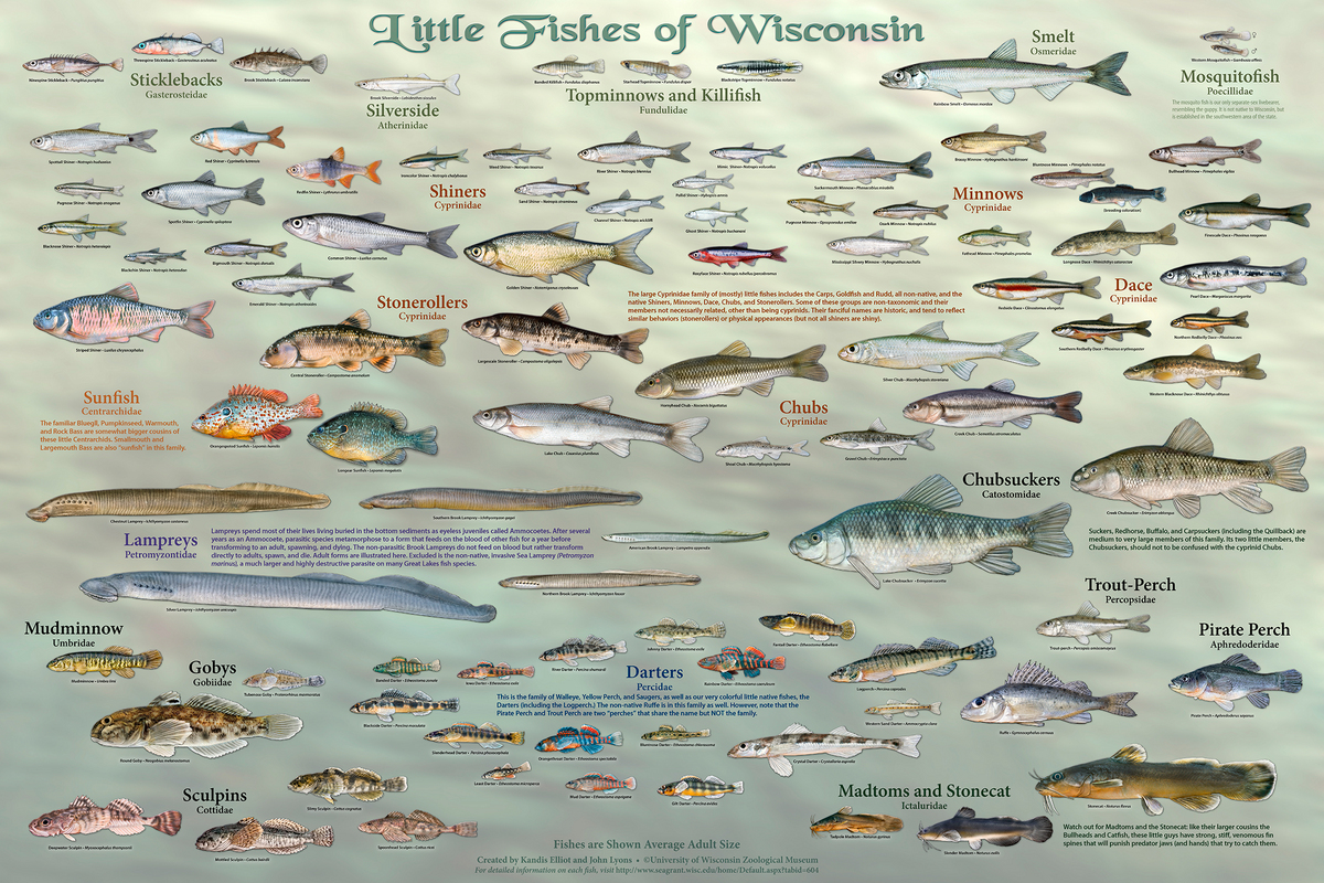 Wisconsin’s fish – all of them – star in new poster series