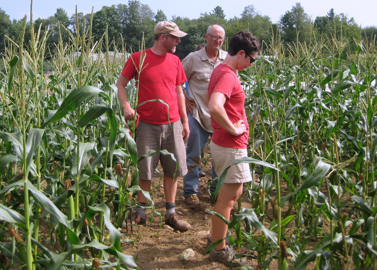 Photo: Tom Stearns, Bill Tracy and Adrienne Shelton in the field looking at sweet corn varieties. 