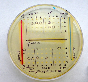 Photo: Plate of yeast species