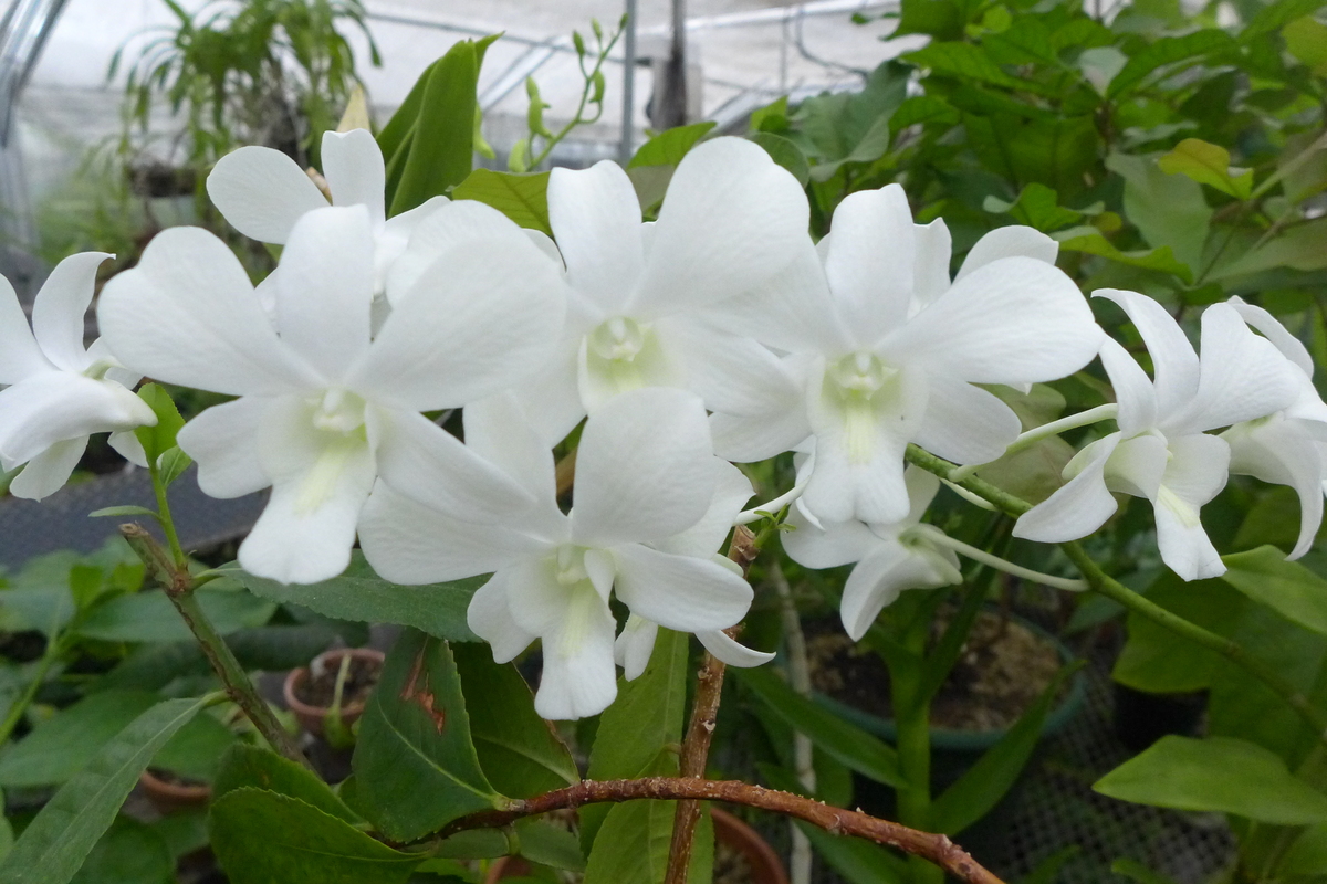 Photo: This orchid is a member of the genus Dendrobium