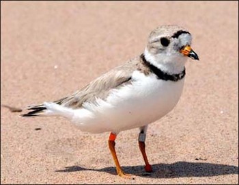Photo: Piping plover