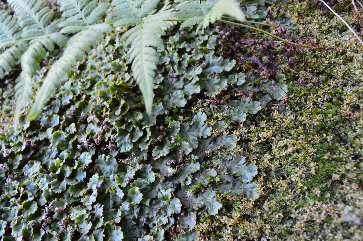 Photo: Liverwort plants