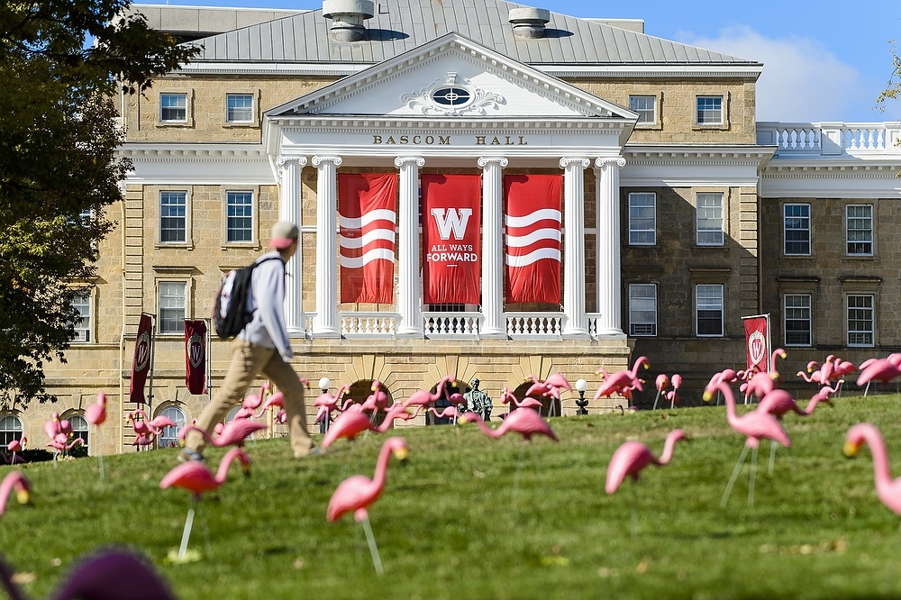 Photo: Student walking past plastic flamingos in front of Bascom Hill