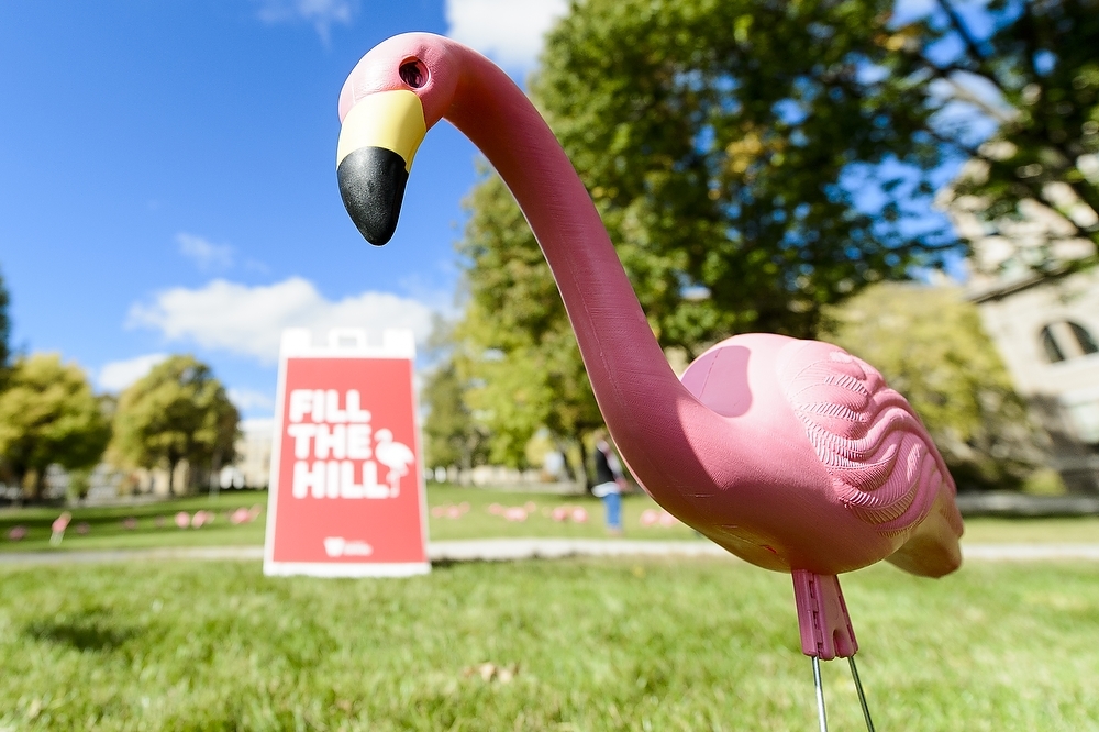 Photo: Closeup of plastic pink flamingo on Bascom Hill