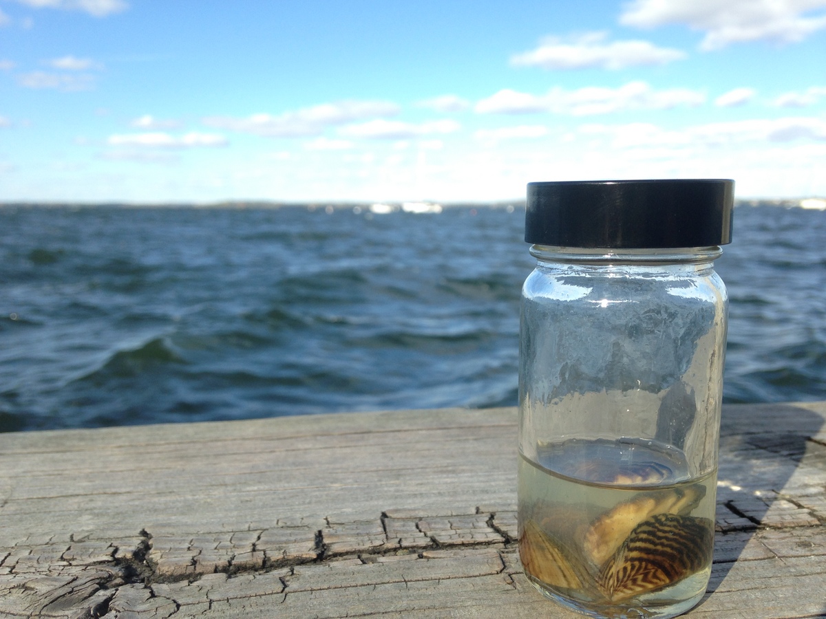 Photo: Zebra mussels in a jar