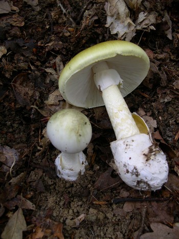 Photo: Death cap mushroom